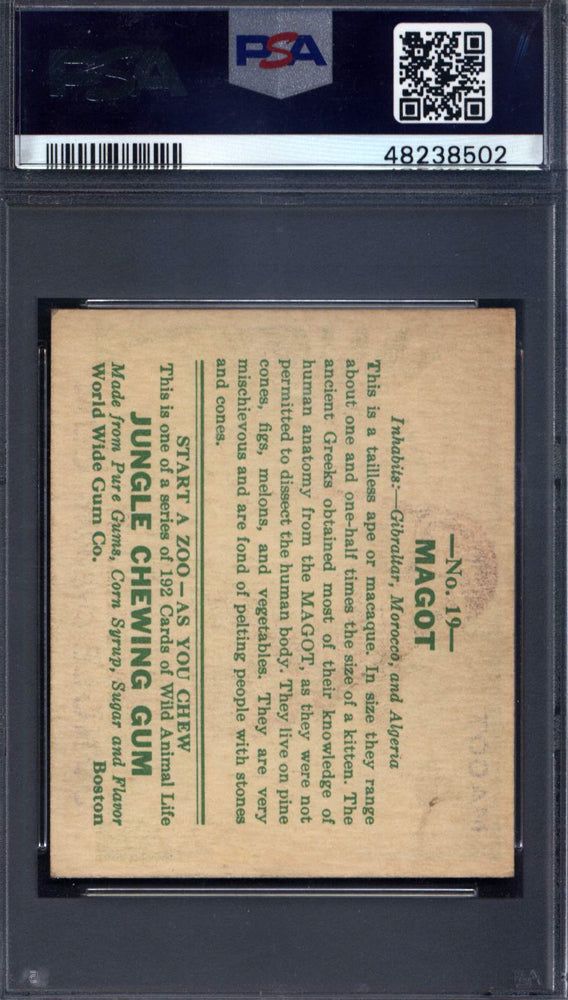 1930 R78 Jungle Gum #19 Magot PSA 4