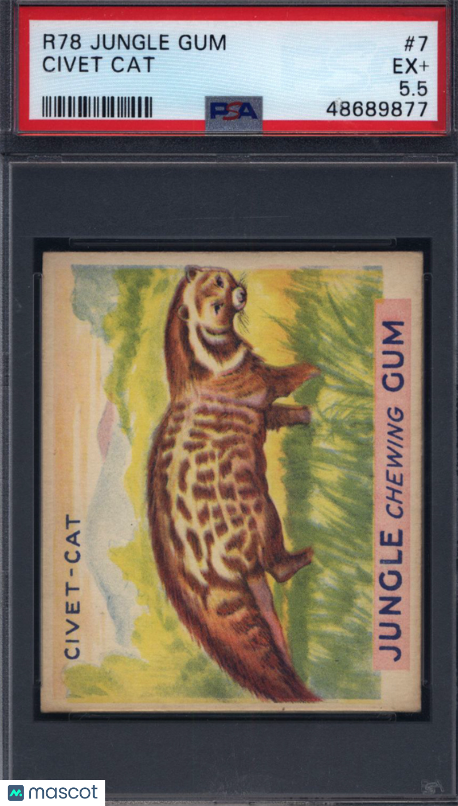 1930 R78 Jungle Gum #7 Civet Cat PSA 5.5