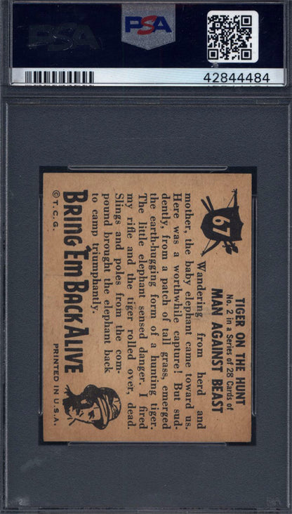 1950 Topps Bring 'Em Back Alive #67 Tiger On The Hunt PSA 6
