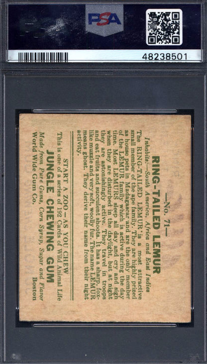 1930 R78 Jungle Gum #71 Ring-Tailed Lemur PSA 6