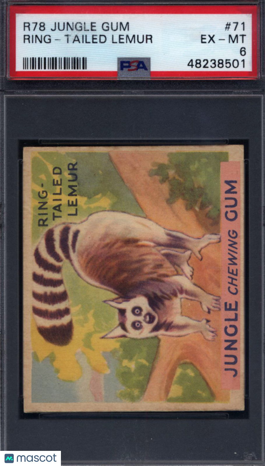1930 R78 Jungle Gum #71 Ring-Tailed Lemur PSA 6