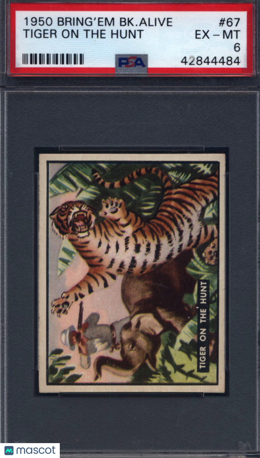 1950 Topps Bring 'Em Back Alive #67 Tiger On The Hunt PSA 6